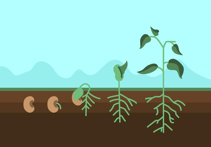 Vector Plant Growth Cycle