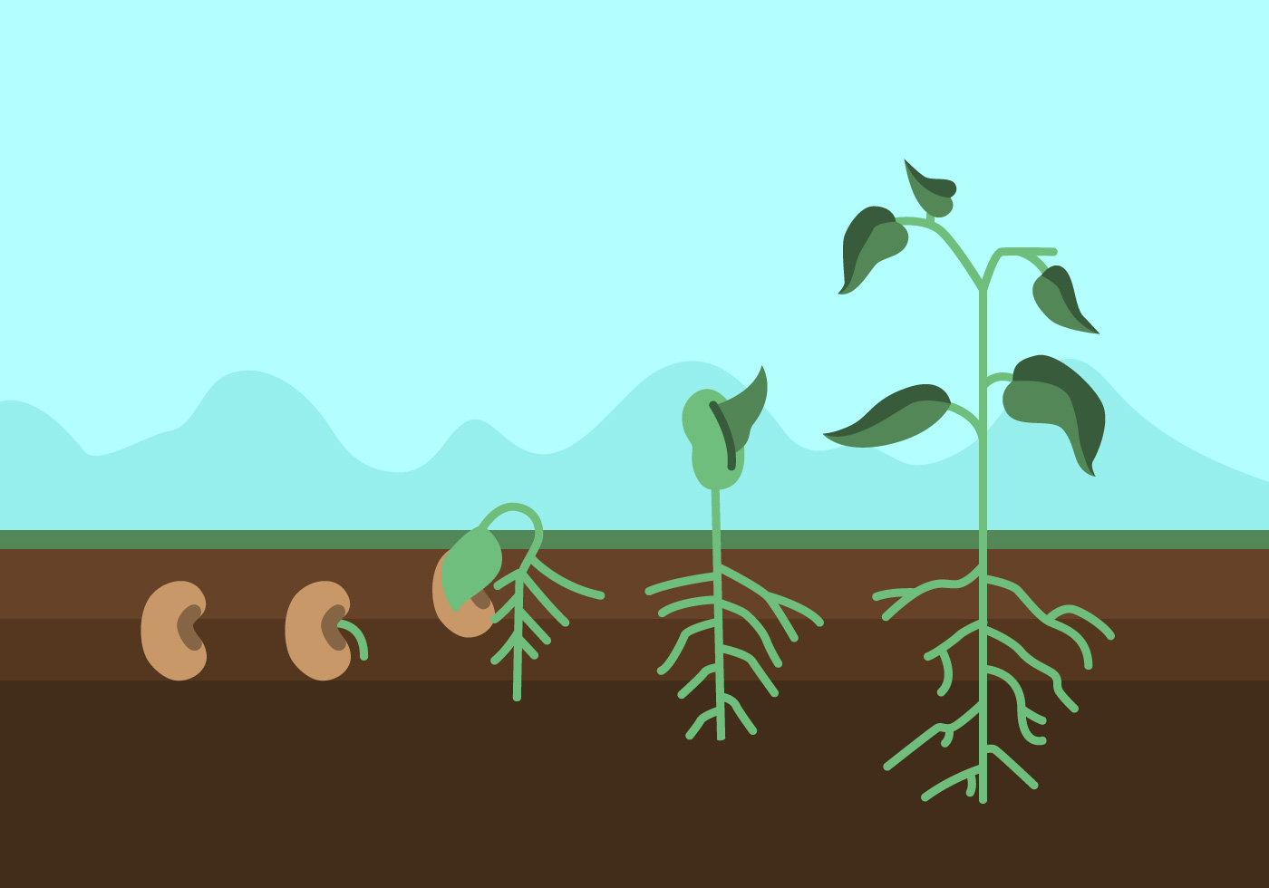 Vector Plant Growth Cycle - Download Free Vector Art, Stock Graphics