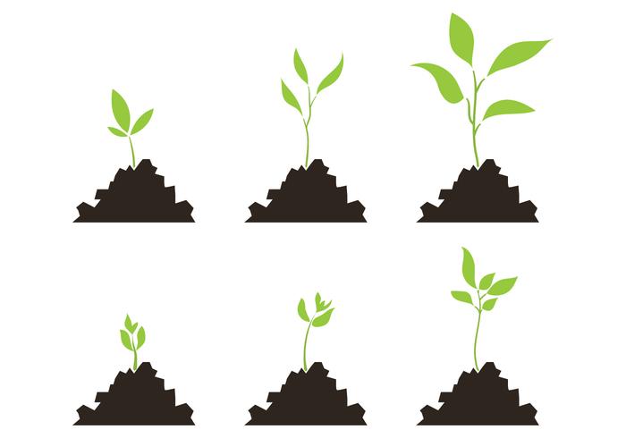 Vector Set of Plant Growth Scale