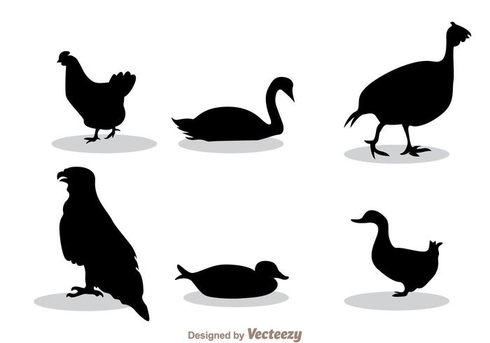 Silueta negra de las aves vector