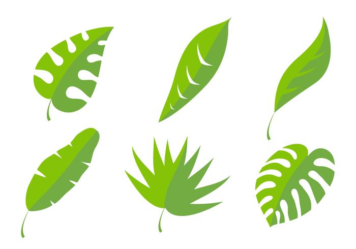 Palm Leaf Vectors