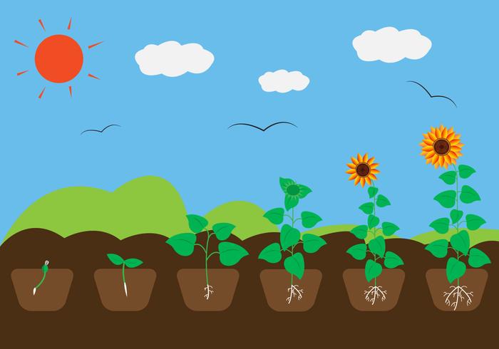 Plant Growth Cycle in Vector