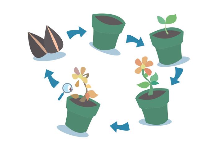 Plant Growth Cycle Vector Set