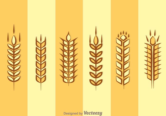 Ear Of Corn Isolated vector