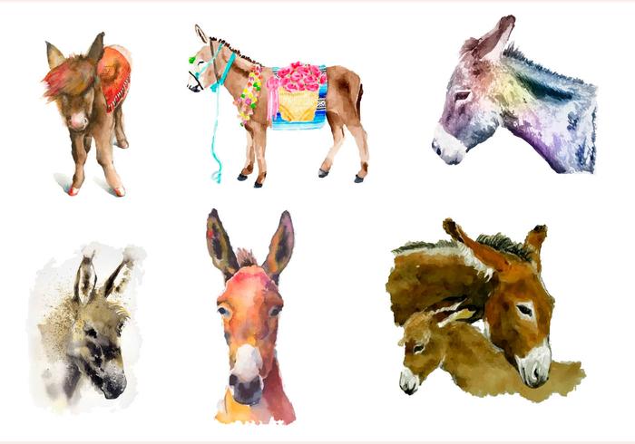 Donkey painted with watercolor Donkey painted with watercolor