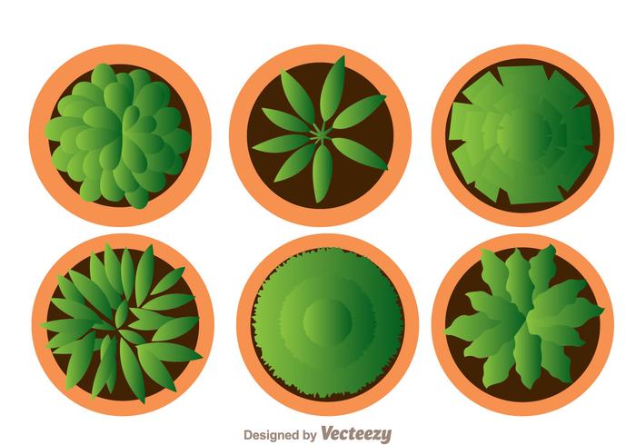 Plant On Pot Top View vector