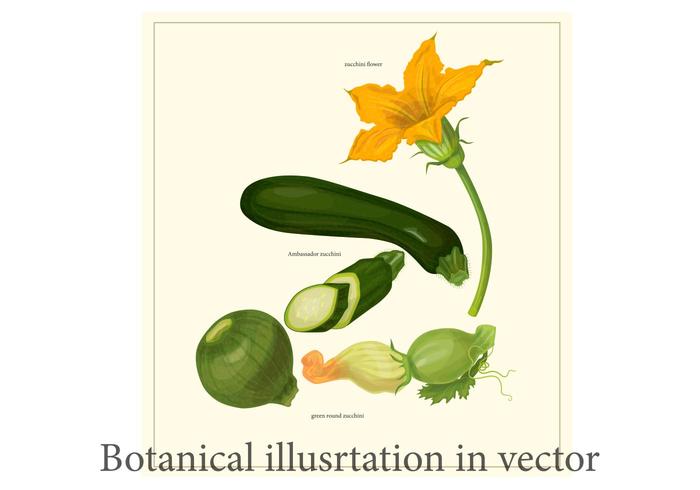 Zucchini Botanical Poster Vector Zucchini Botanical Poster Vector