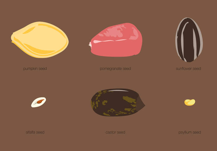 Seed Types Set vector