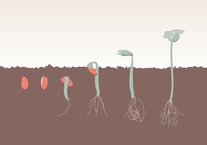 Plant Growth Evolution Free Vector