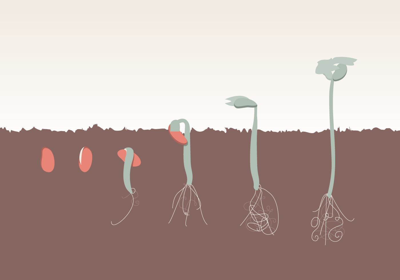 Plant Growth Evolution Free Vector - Download Free Vector Art, Stock