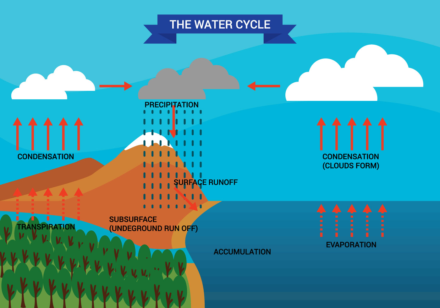 Water Cycle Diagram Vector