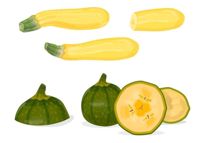 Green and yellow zucchini vectors Green and yellow zucchini vectors