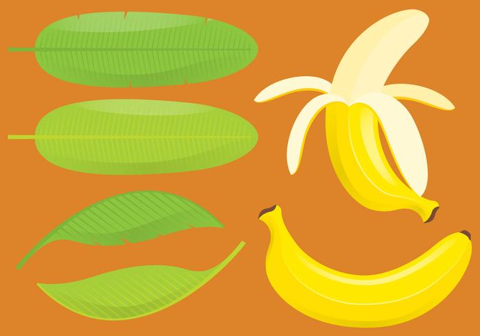 Plátanos y hojas vector