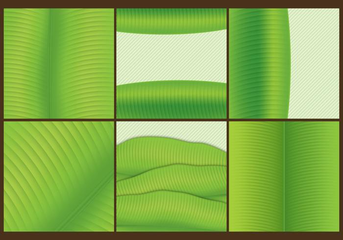 Banana Leaf Templates vector