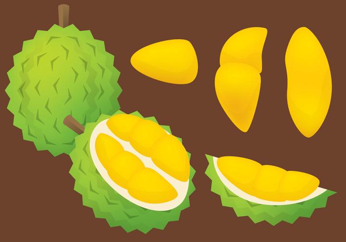 Durian Vector