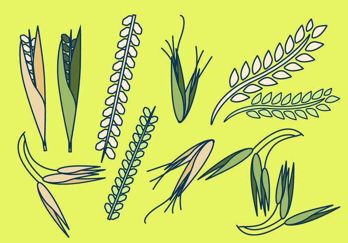 FREE OATS VECTOR FREE OATS VECTOR