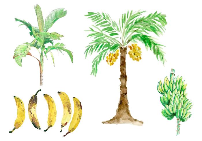 Watercolor Banana Tree Vectors Watercolor Banana Tree Vectors