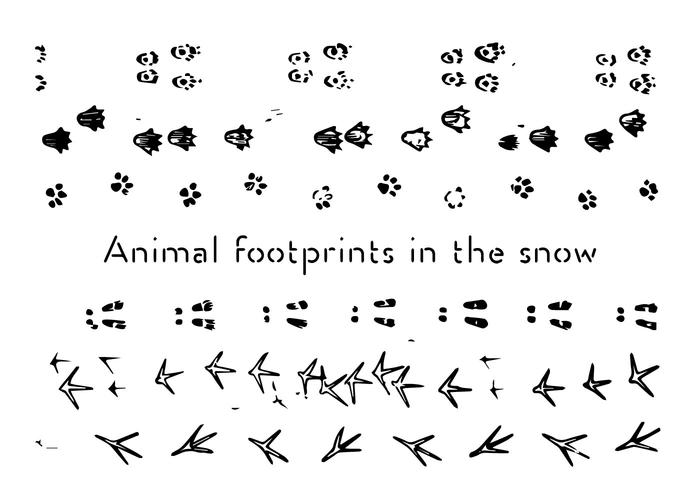 Animal Footprints Vector Background