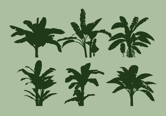 Banana Tree Vector