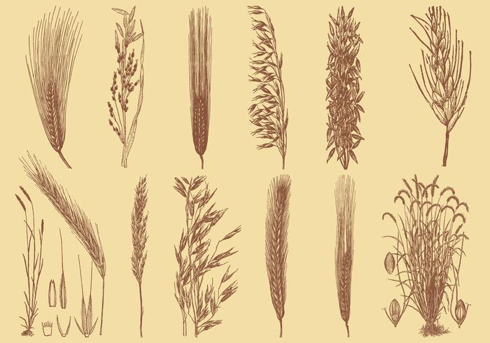 Old Style Drawing Grains vector