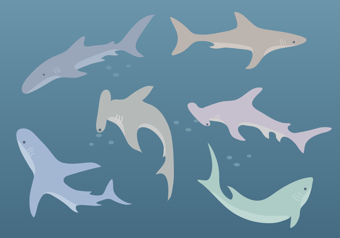 Shark Vector