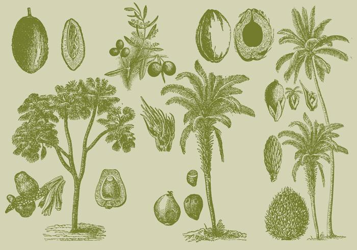 Old Style Drawing Palms vector