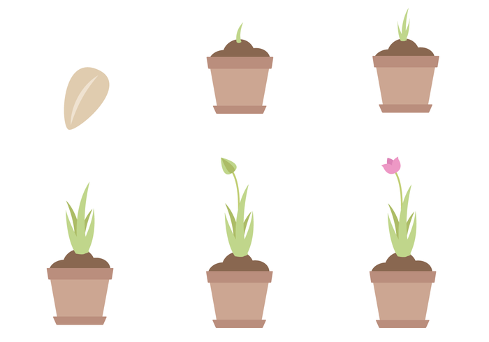 Free Plant Life Cycle Vector