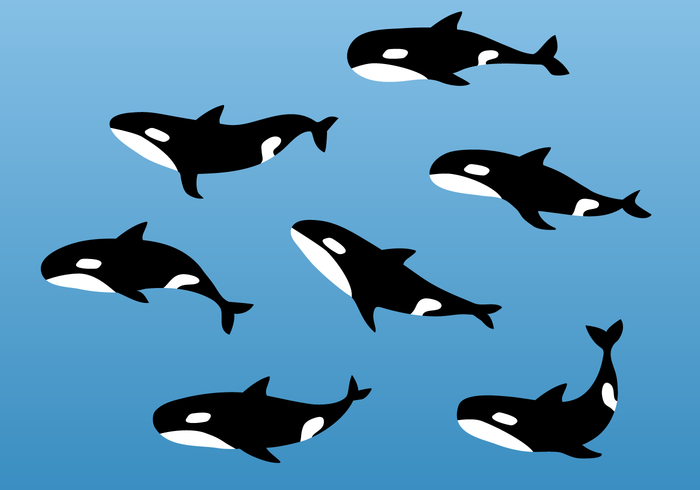 Free Killer Whale Vector