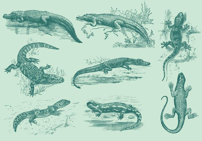 Lizards And Gators vector