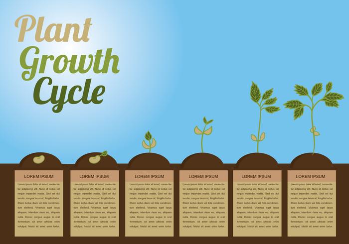 Vectores de círculo de crecimiento de la planta