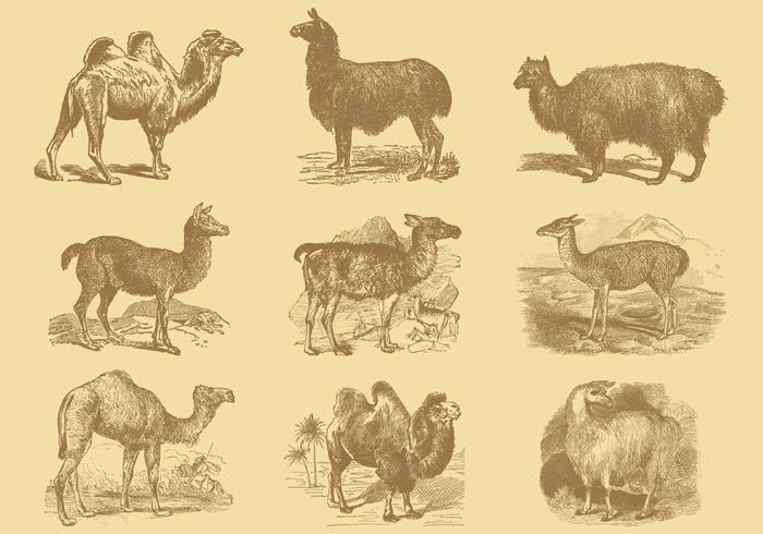 Alpacas And Camels Alpacas And Camels