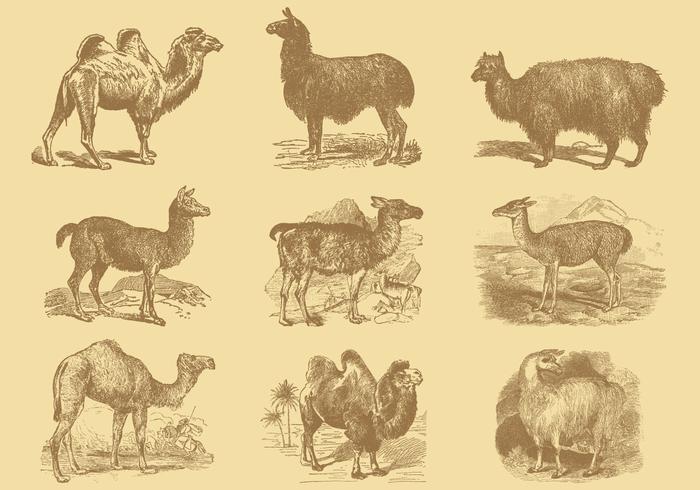 Alpacas And Camels vector