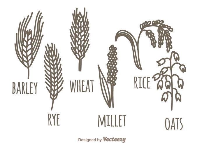 Cereals Plant Set Cereals Plant Set