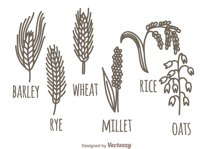 Cereales Plant Set vector