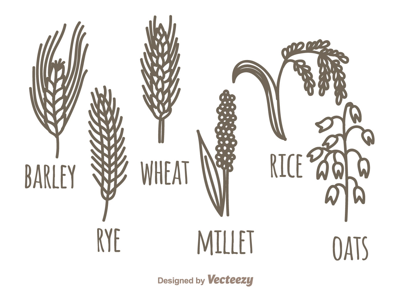 cereals plants