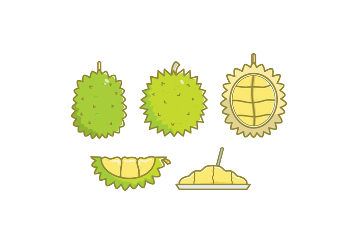 Ilustraciones Vectoriales de Durian Gratis vector