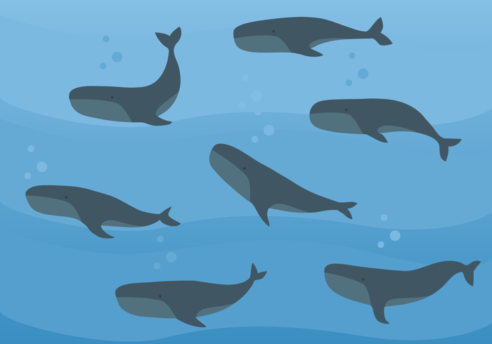 Whales Vector