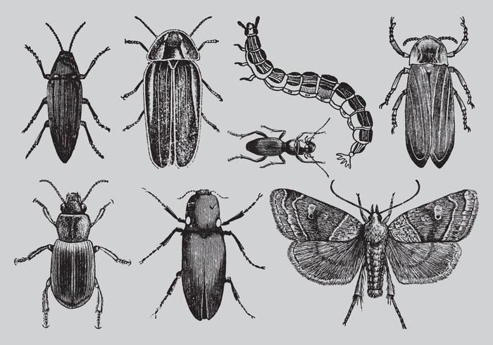 Bugs de dibujo de estilo antiguo vector