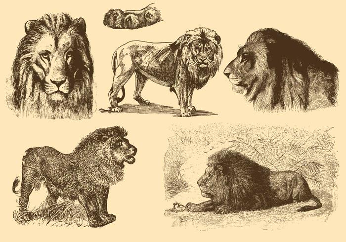 Lions Antiguo Dibujos vector