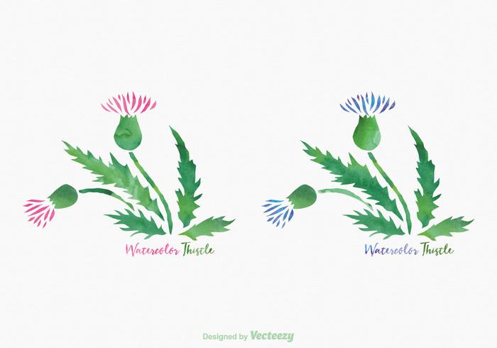 Free Thistle Watercolor Vector