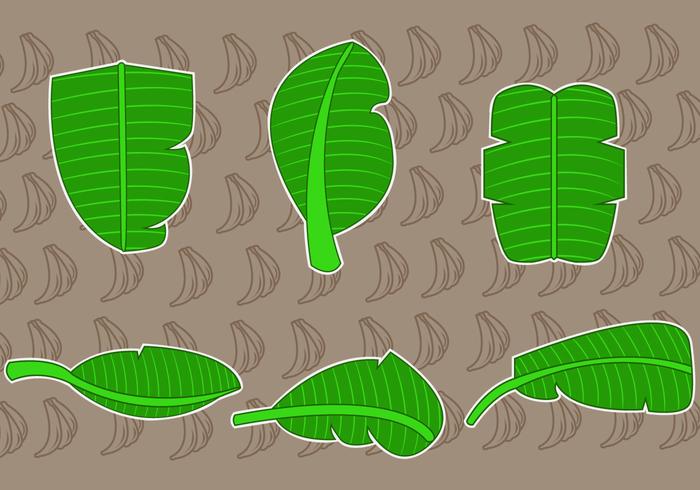 Tropical Banana Leaf Vectors Tropical Banana Leaf Vectors
