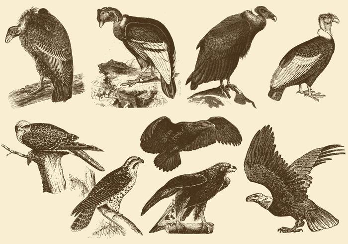 Birds Of Pray Drawings vector