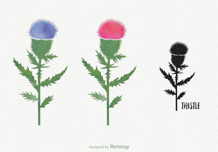 Free Watercolor Thistle Vector