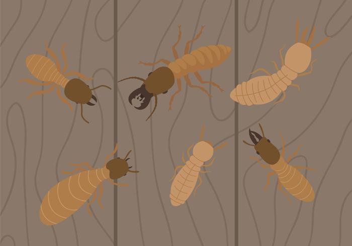 Termite Vectors Termite Vectors