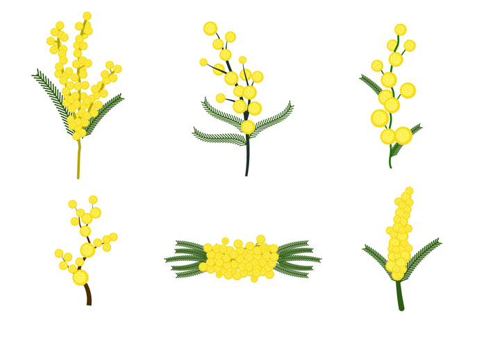 Vector libre de flor de Mimosa