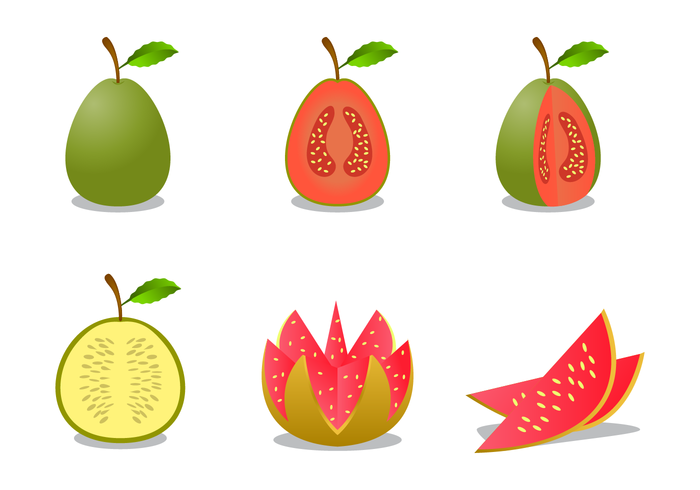 Free Guava Vector