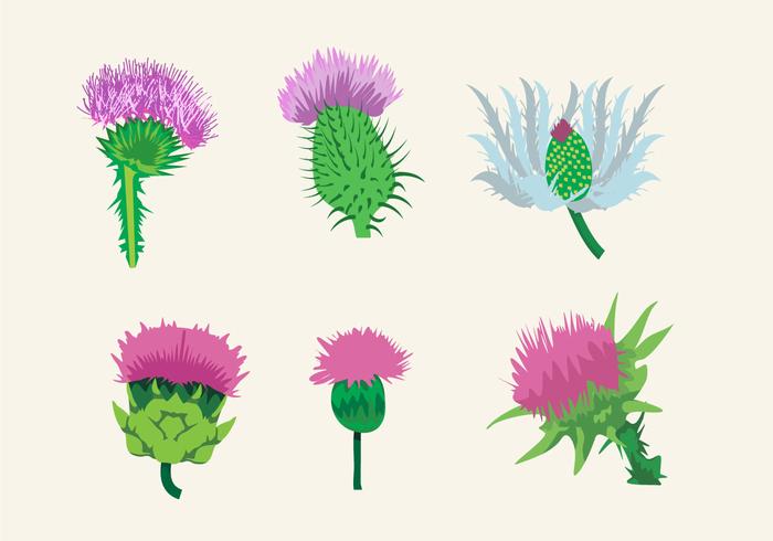 Beautiful Thistle vector