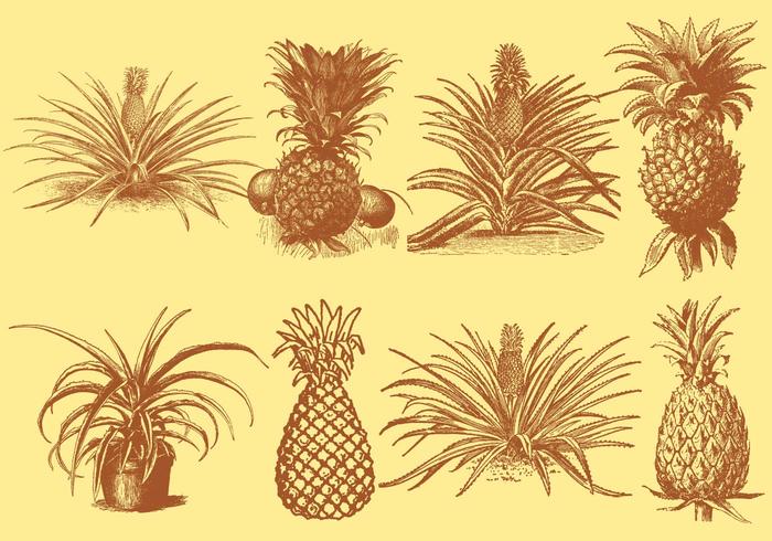 Antiguo Estilo Dibujo Ananas vector