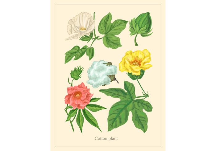 Vintage Cotton Plant Vector Vintage Cotton Plant Vector