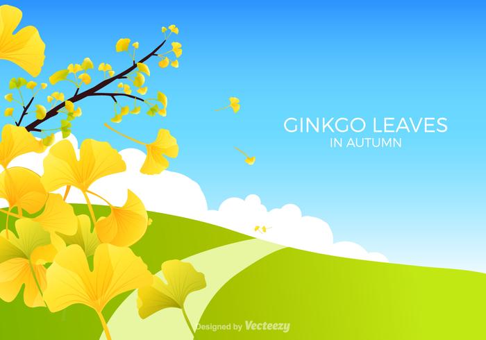 Ginkgo Bilboa Ilustraciones Vectoriales vector